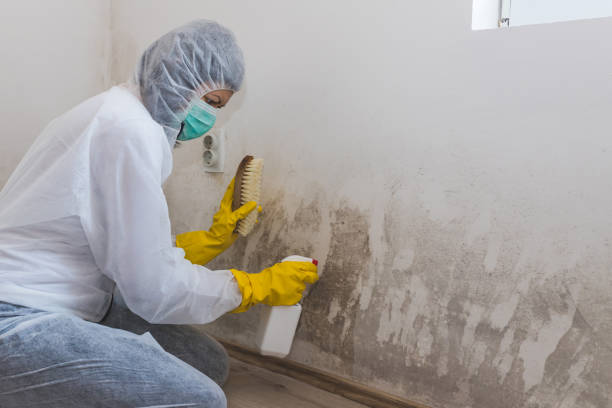 Best Water Damage & Mold Remediation  in Highlands, TX