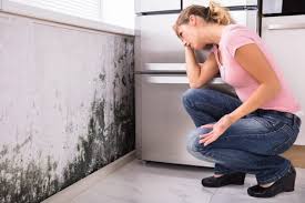 Best Environmental Consulting for Mold Prevention  in Highlands, TX